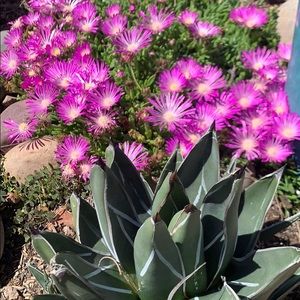 Meet your Posher, Annette